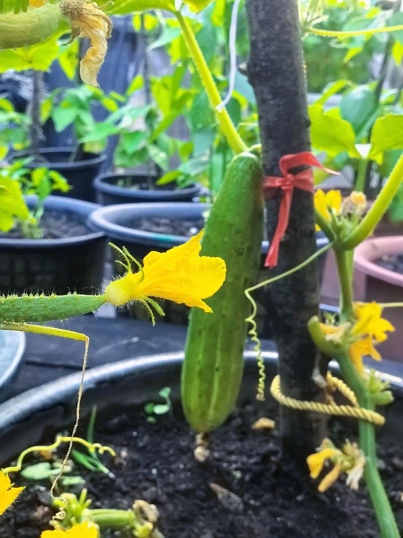 阳台变菜园 都市里的瓜果种植指南