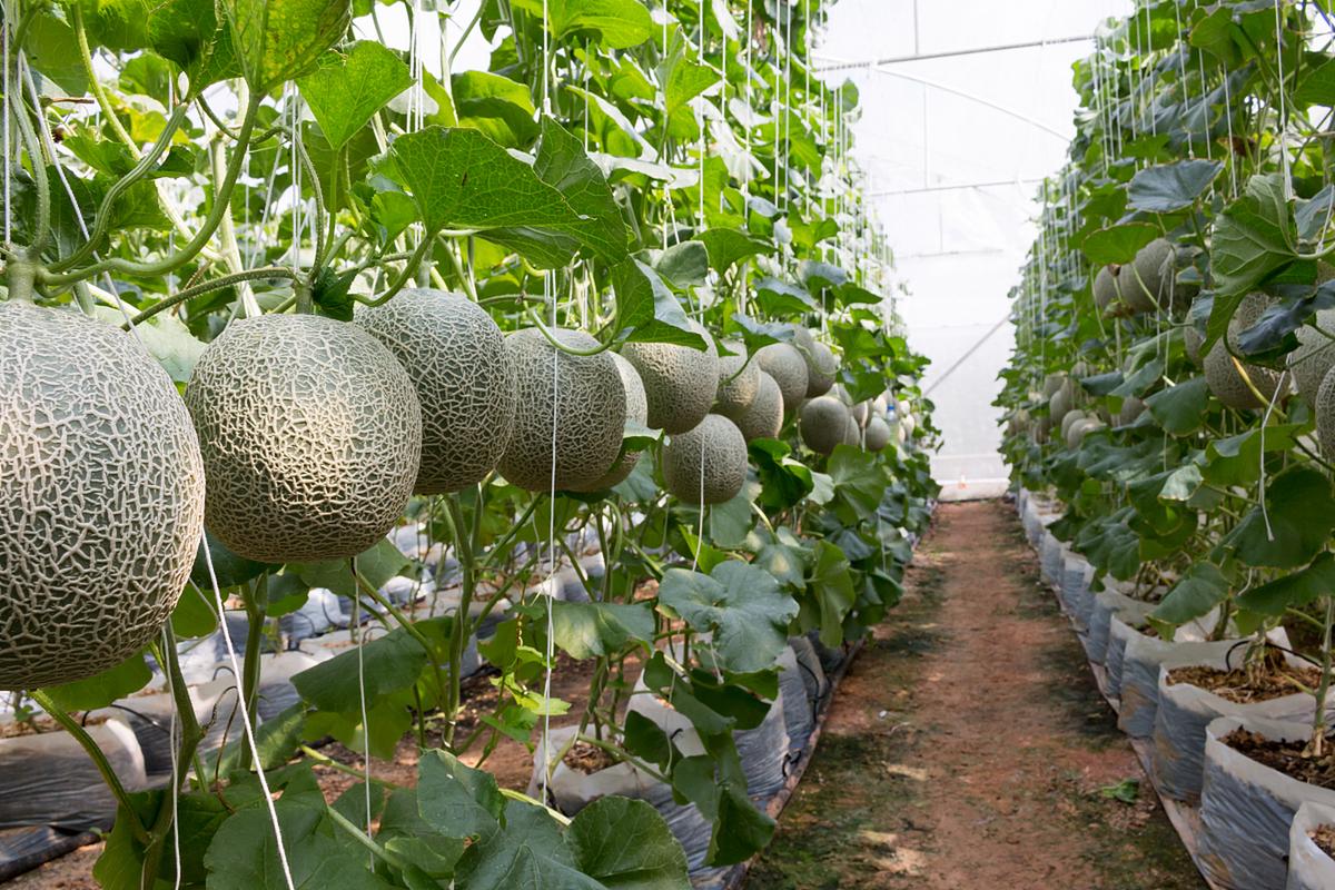 哈密瓜种植技术全解析 从选种到采收的实用指南