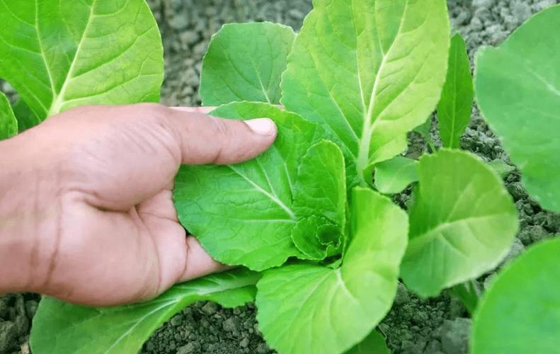 瓜果蔬菜种植 看叶看土看长势，灵活判断生长状态