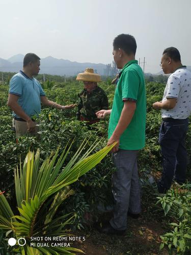产业扶贫结硕果，瓜果种植技术指南