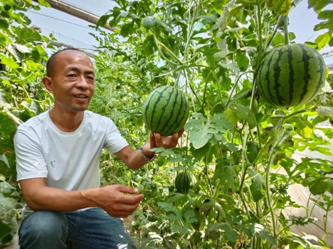 菏泽“迷你西瓜”走俏“瓜果江湖” 小身材撬动大产业的种植密码