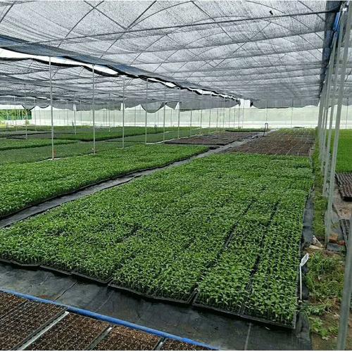 芳诚温室 广东拱形大棚助力瓜果反季节种植，打造高效农业新标杆
