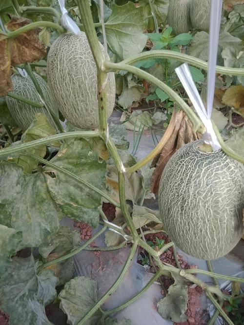 瓜果种植指南 从选地到丰收的实用手册