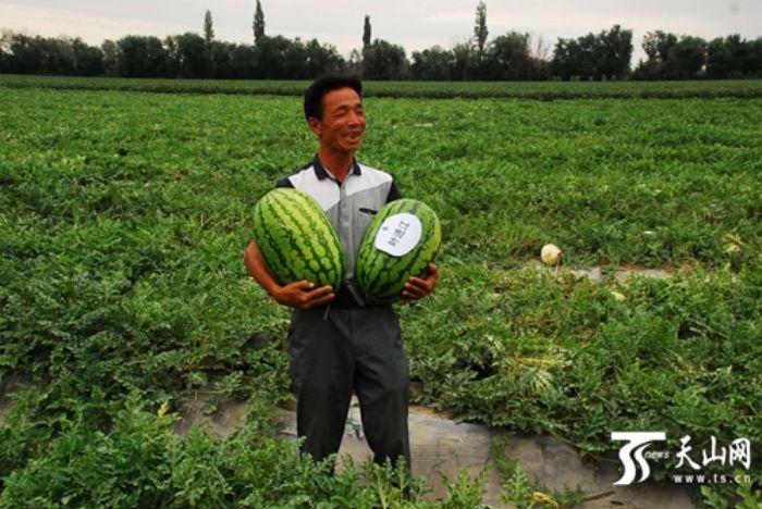 沙土里的秘密 新疆下野地西瓜为啥这么甜？