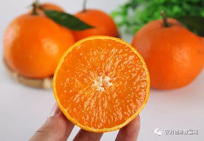 想种植水果的老乡进来看看
